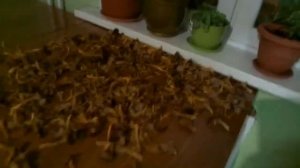 как обрабатывать грибы лисички