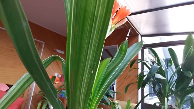 #clivia variegated pinkish orange смотреть онлайн