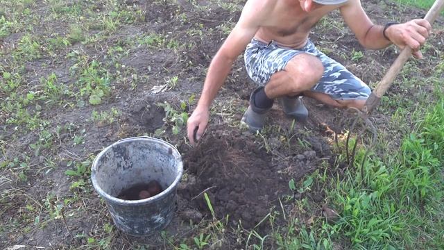 Урожай картофеля 2023 очень радует! Побит ли прошлогодний результат? Что думаете? смотреть онлайн