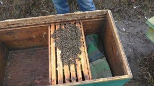 Гнездо пчел нужно охладить. Как успокоить пчел?