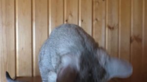 ОТДАЁМ ВСЕХ КОТОВ!!! ЛЕРА НАШЛА БЛИЗНЕЦА