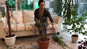 БУГЕНВИЛЛИЯ ОБРЕЗКА ГОТОВИМСЯ К ЗИМЕ 4К