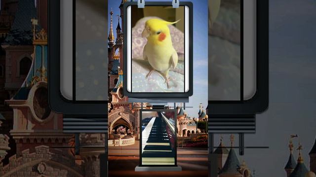 пение корелла попугая под аккомпанемент рояля 🎹 🎶🎙️🐦