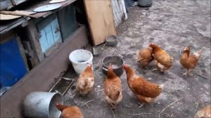 Какой инкубатор лучше купить?