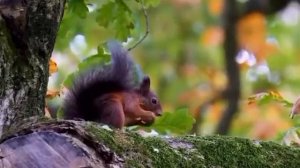 мы родились в сибири//обмыли зарплату//обзор канала