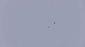 Строительство новой голубятни и немного полетов