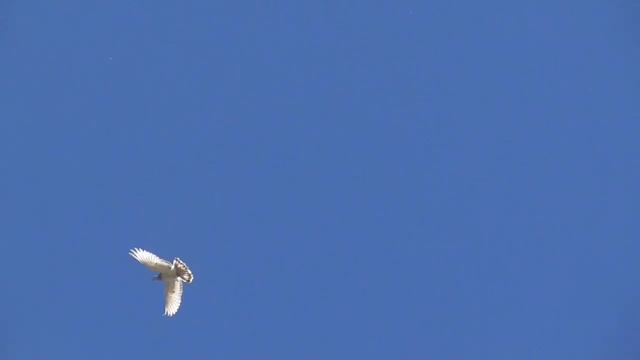 Игромания Бойных голубей. Бойные( игровые голуби) смотреть онлайн