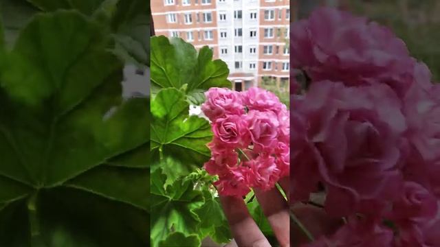 Пеларгония Swanland Pink Rosebud.