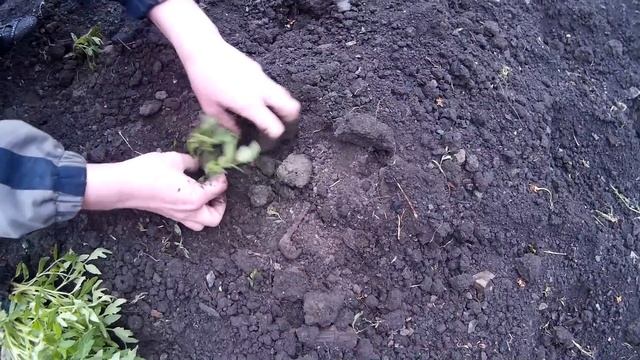 Как и Когда Высаживать Рассаду Томатов в Открытый Грунт. смотреть онлайн