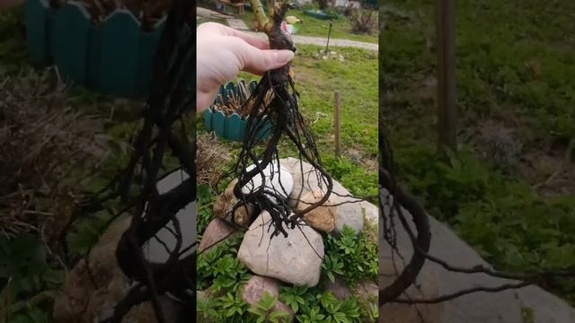 Саженцы роз от питомника Леди Роза перед посадкой смотреть онлайн