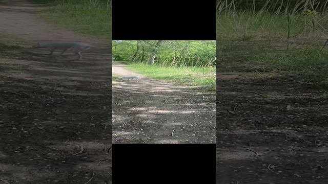 Манюня гуляет