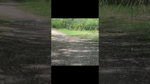 Манюня гуляет