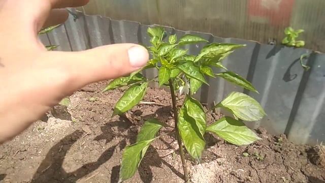Посинение листьев перца | Пожелтение листьев перца смотреть онлайн