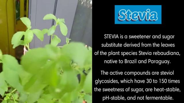 Whats in our GARDEN?  DKS Home