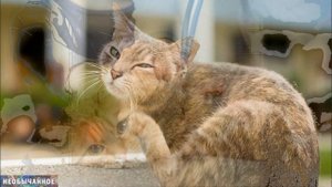 7 ПРИЧИН, Почему Кошка ЧЕШЕТ УШКИ ¤ НЕОБЫЧАЙНОЕ