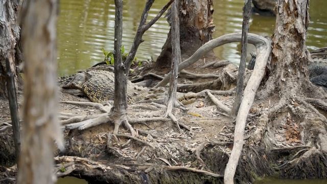 Freshwater and saltwater crocodiles in Australia - Serious Biology #1