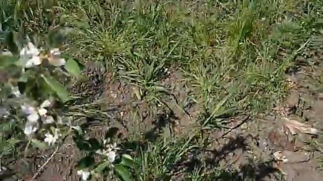 Дачный участок 15 соток Себино смотреть онлайн