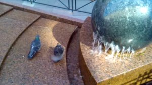 Голуби залезли в фонтан на Малой Садовой