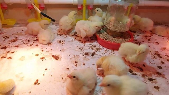 Как вырастить крупного бройлера. Первые дни жизни цыплят самые важные для хорошего роста. смотреть онлайн