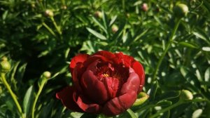 Пион Червонный Оксамит