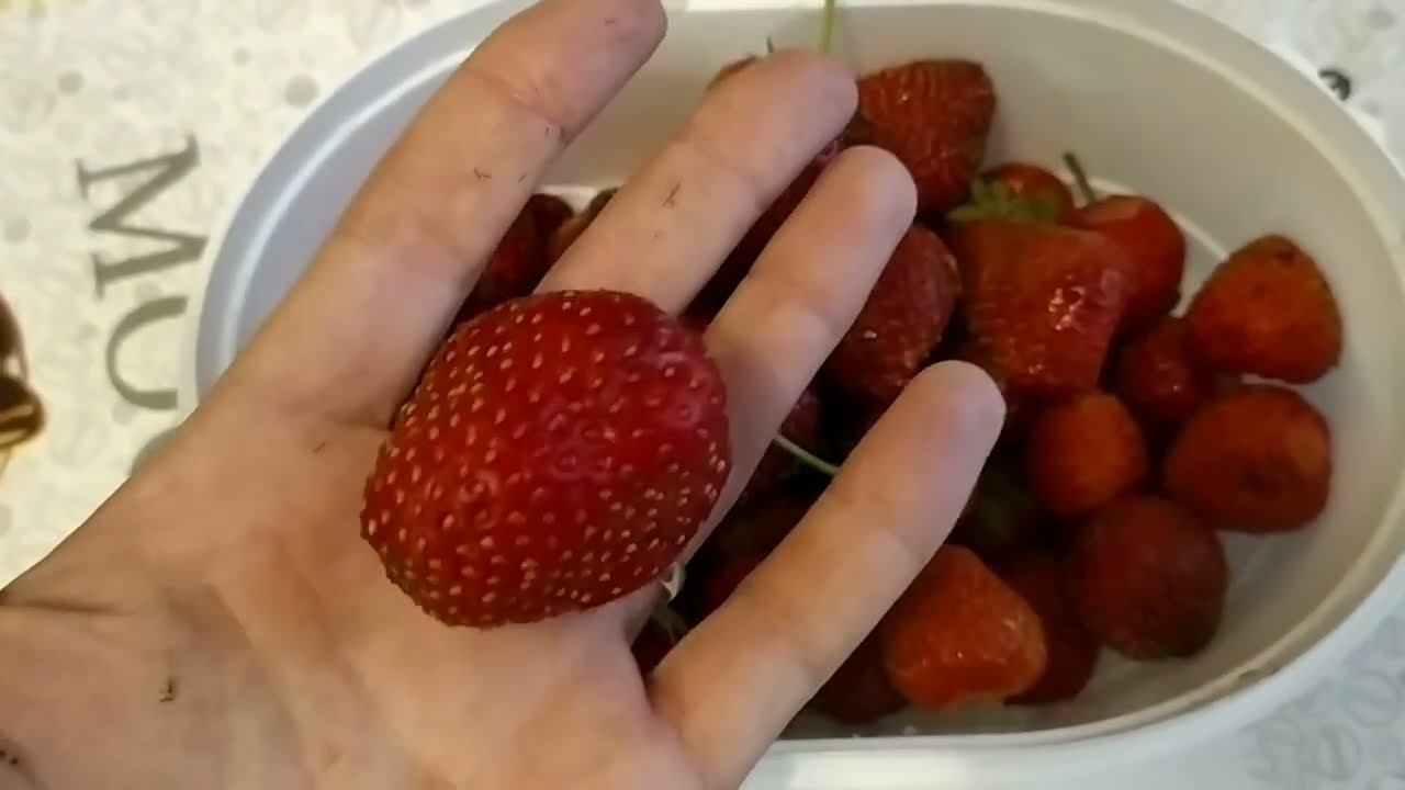 ДЕРЕВЕНСКАЯ ЖИЗНЬ ОБЗОР ОГОРОДА НА КОНЕЦ ИЮНЯ смотреть онлайн