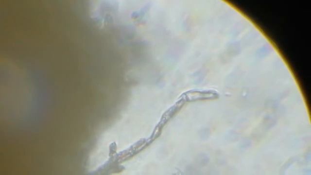 Спора смотреть онлайн