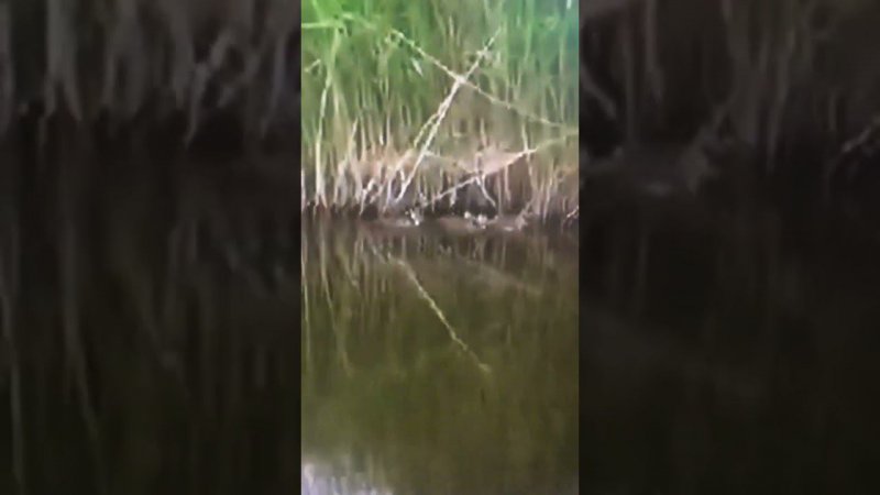 Дикие утята потеряли мать