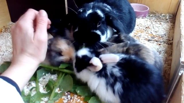 Карликовый баран. Какую породу кролика лучше выбрать. Обзор породы. Кролиководство