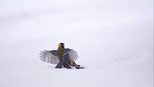 Синичка