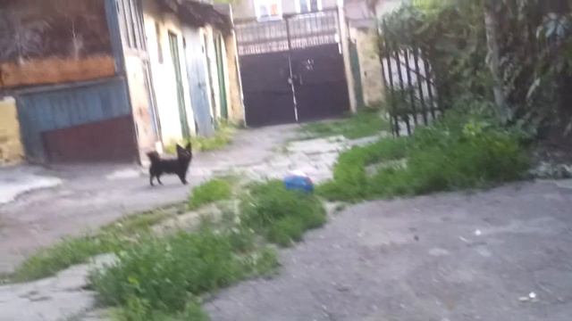 Чихуахуа.Чих.Чишка. смотреть онлайн