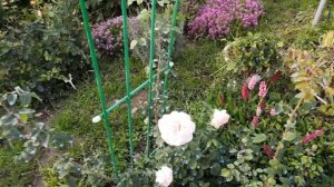 Плетистая роза Пенни Лейн(Penny Lane)