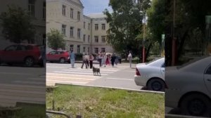 ? Пушистый регулировщик остановил движение машин, чтобы дети смогли перейти дорогу 

Тройную порцию