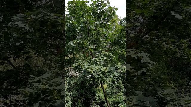 Деревья и шунгит, гармонизируем пространство смотреть онлайн