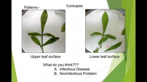 Let's Talk Disease  Disease diagnostics for ornamentals