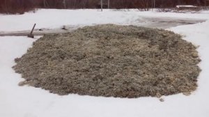 Свекольный жом - сочный корм