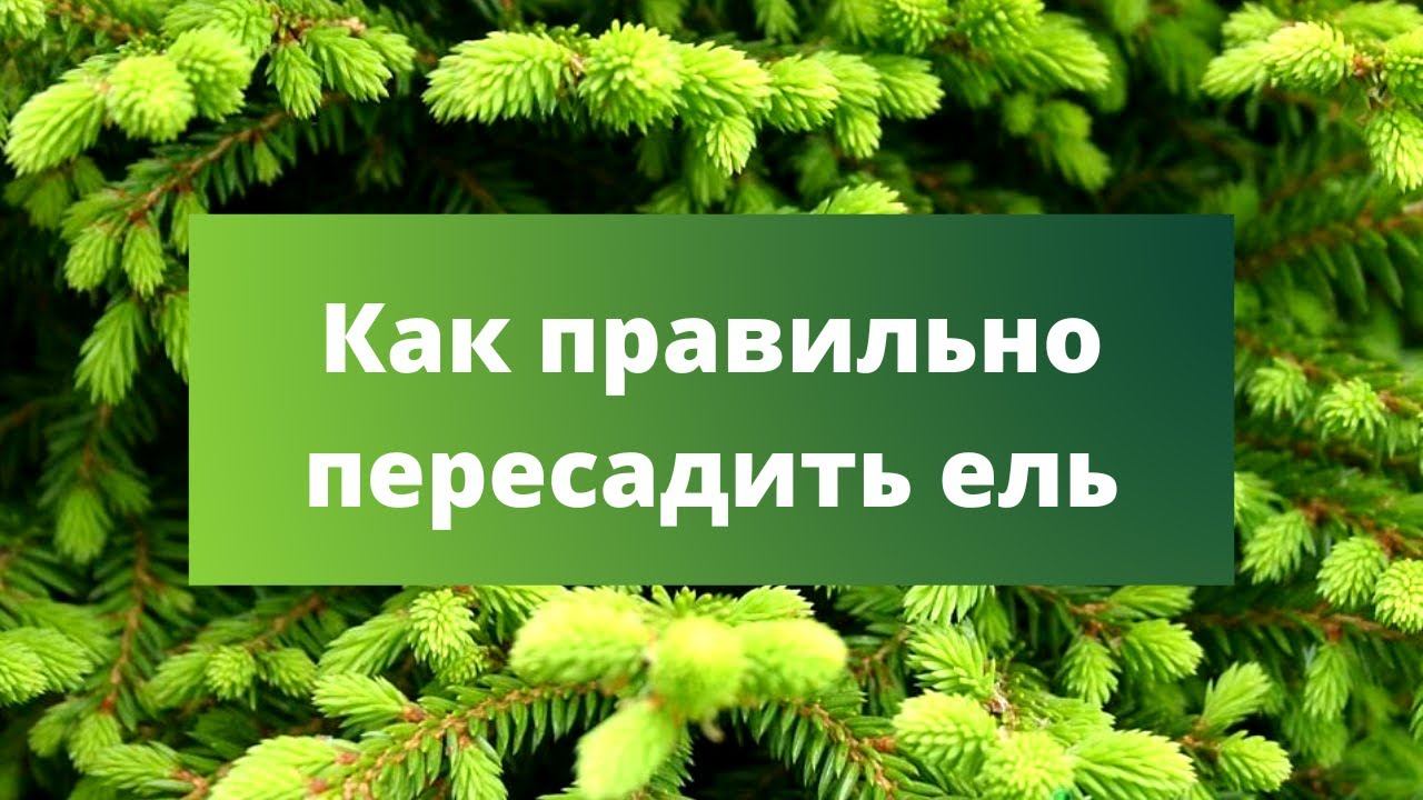Как пересадить ель с места на место. Хвойные растения. удобрение для хвойных растений. ель пуш. как пересадить ель.