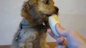 Щенок американский спаниель. Чем я кормлю щенка? Welpen Spaniel American.