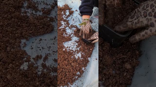 Сажаем крапиву ежевики БЛЕК ДЖЕМ