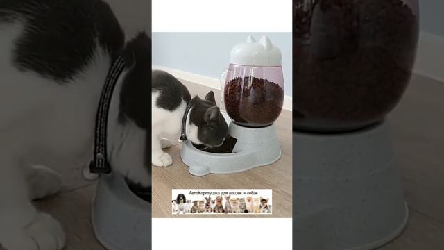 Автокормушка для кошек и собак смотреть онлайн