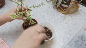 Портулакария Афра. А будет ли Бонсай? 🤔