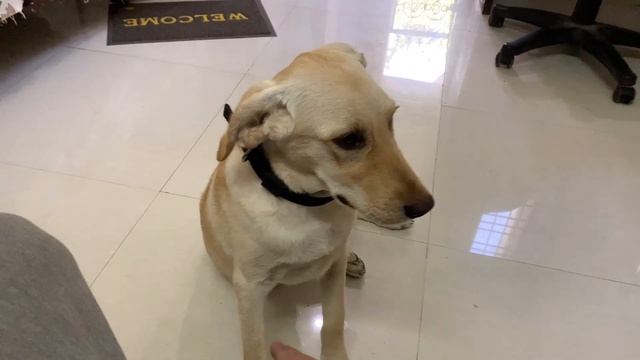 Birthday celebration with Family| New Family Member|90's Boy смотреть онлайн