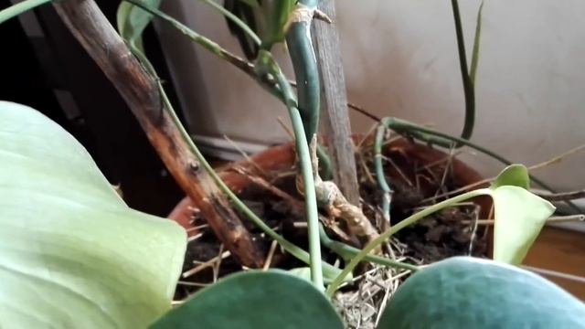 свёртываются листья смотреть онлайн