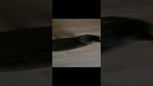 Мур мур мур. Моя мурка,Лизонька .Шотландка