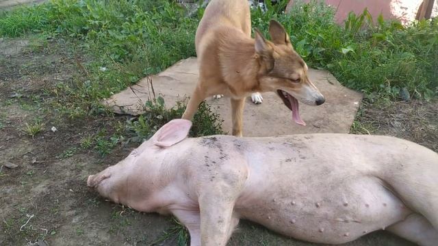 Игра в догонялки | Шок - уснул поросенок. смотреть онлайн