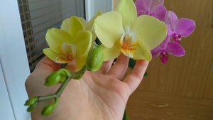 ПОЛЕЙТЕ орхидею КИСЛОТОЙ ЛИМОНА! всего ЛОЖКА для полива орхидеи! ЛИМОННАЯ ВОДА? для орхидей!