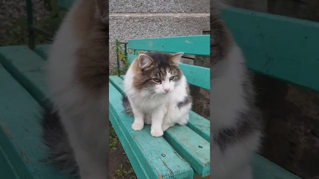 Кот Гриша смотреть онлайн