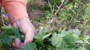 Веники для бани березовые, почему все именно березу выбирают?