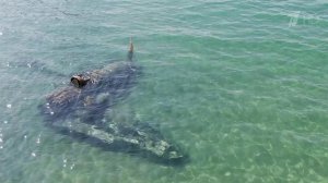 У берегов Крыма найдена легендарная "Аэрокобра", затонувшая в 1945 году