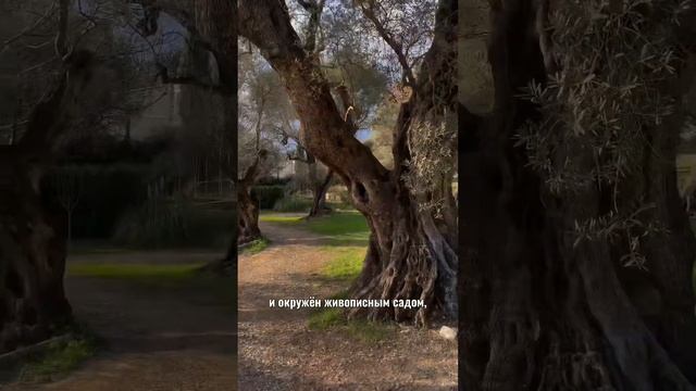Пойдем в Музей Пьера Огюста Ренуара? | #ПРОАРТ