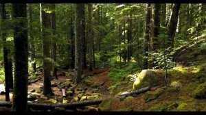 Сказочный лес